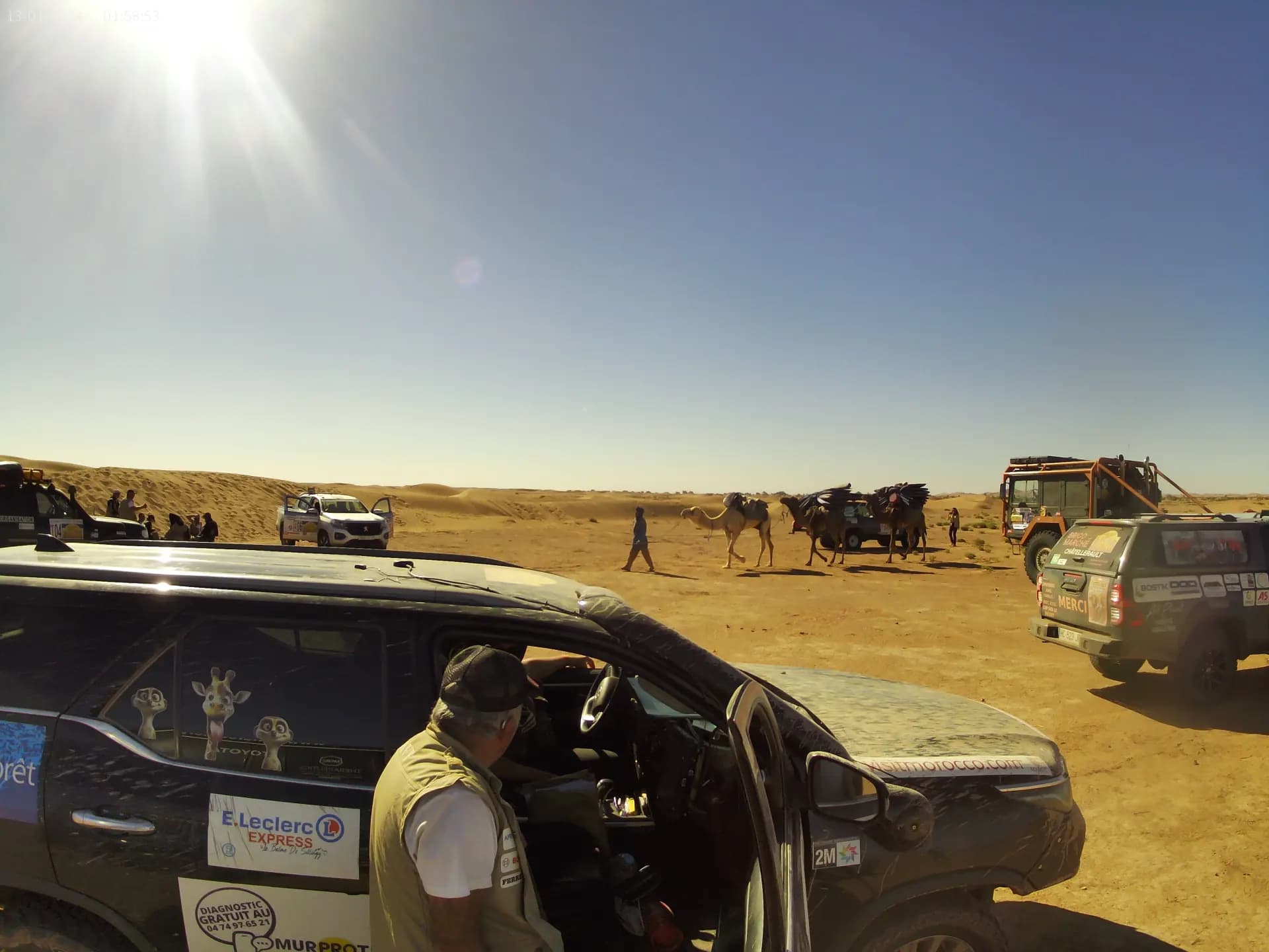 Chameaux traversant la piste devant un 4x4